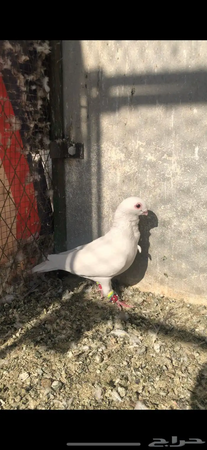 حمام كش للبيع 2