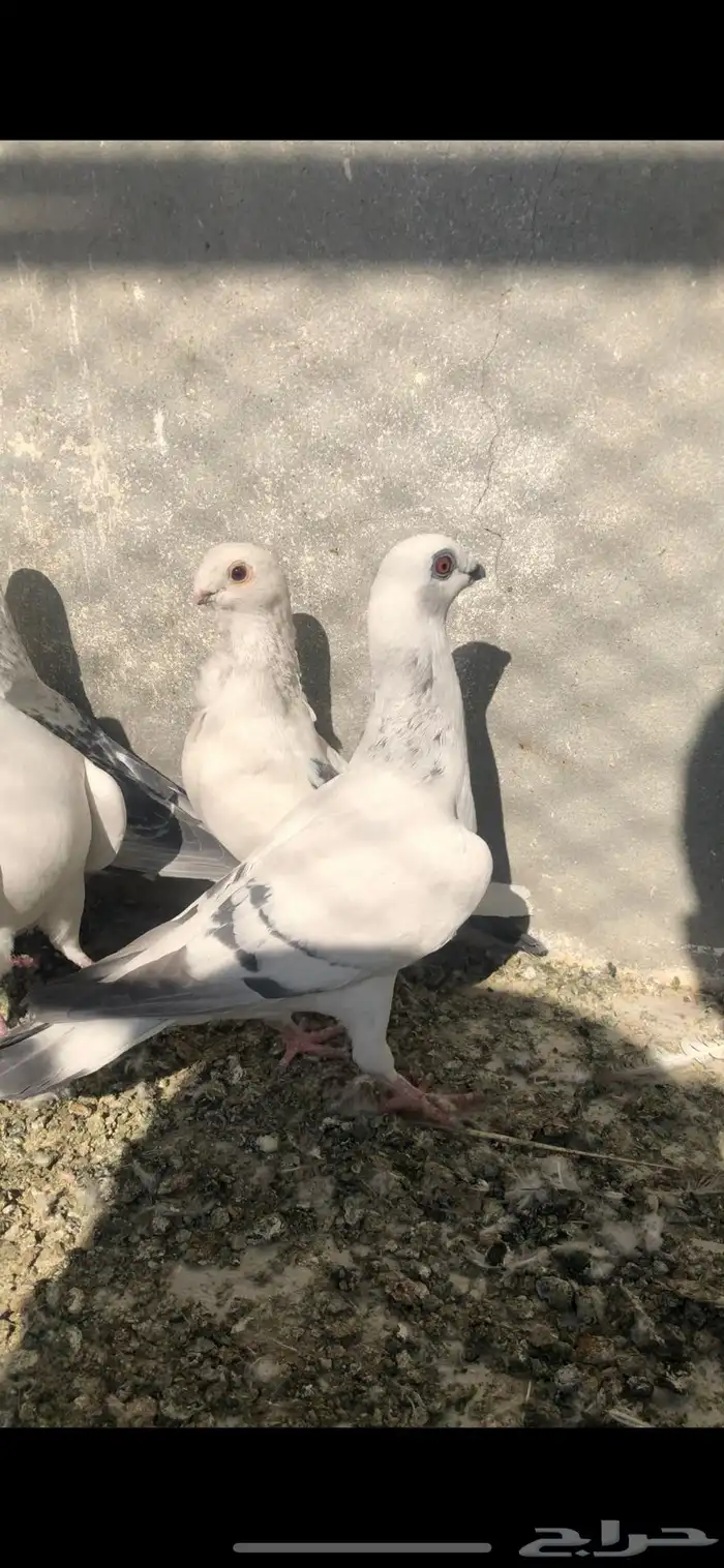 حمام كش للبيع 5