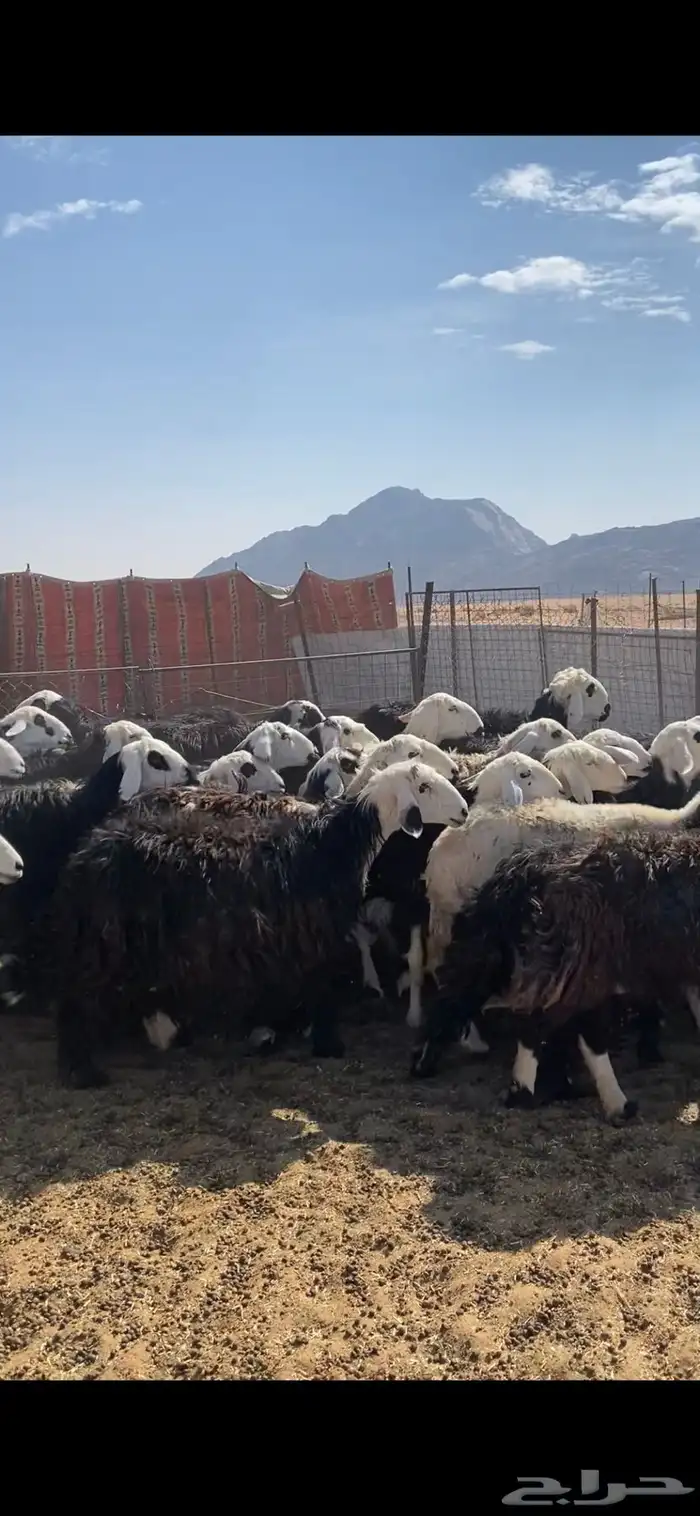غنم مراح نجد 1