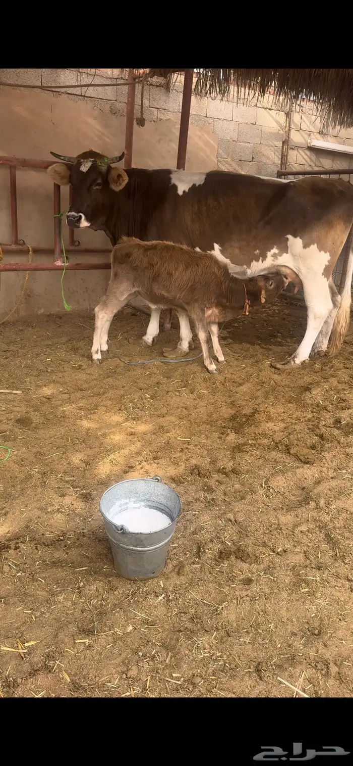 بقره المانيه 1