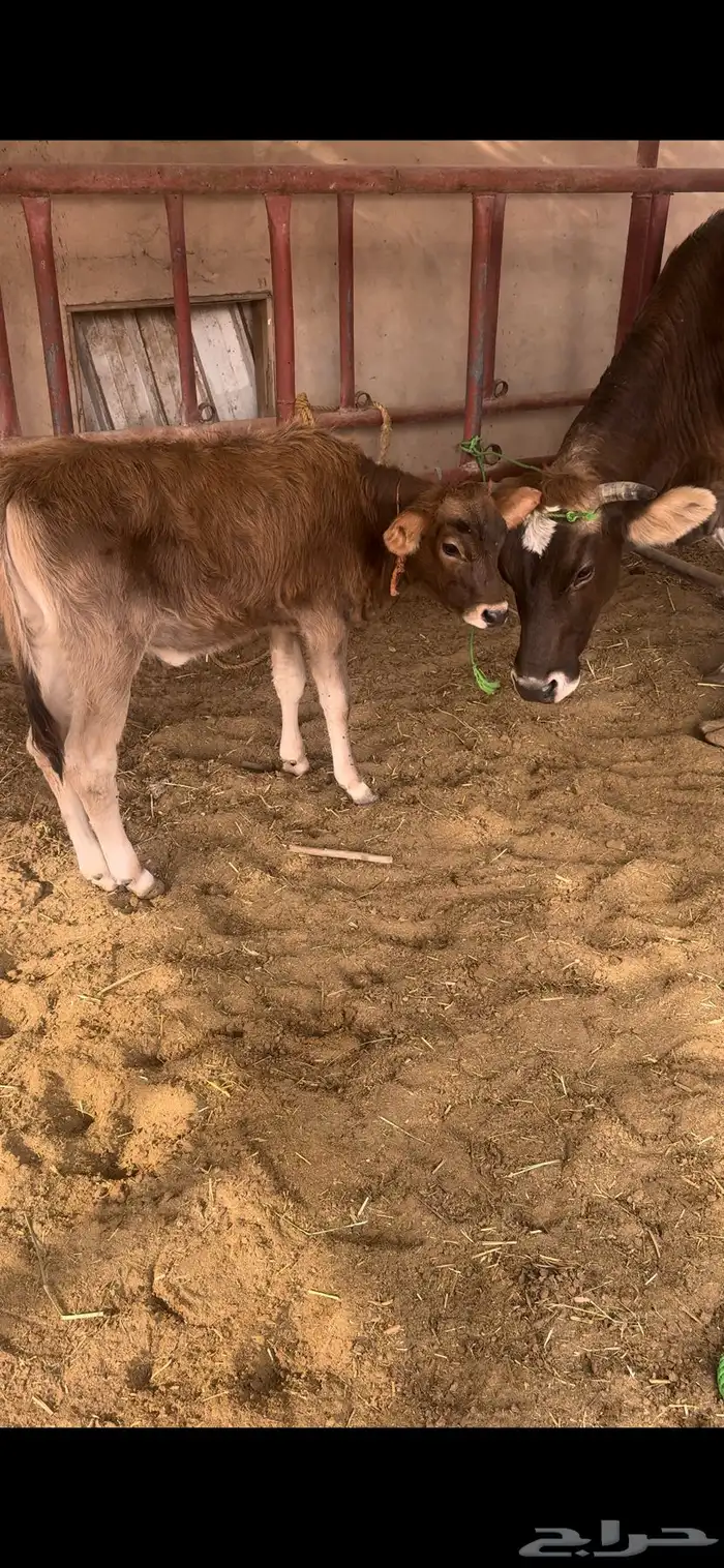 بقره المانيه 2