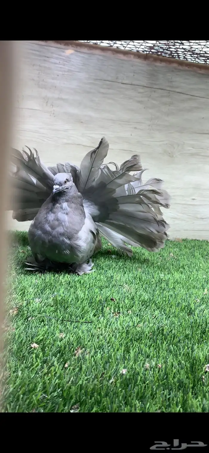 رقاص امريكي 2