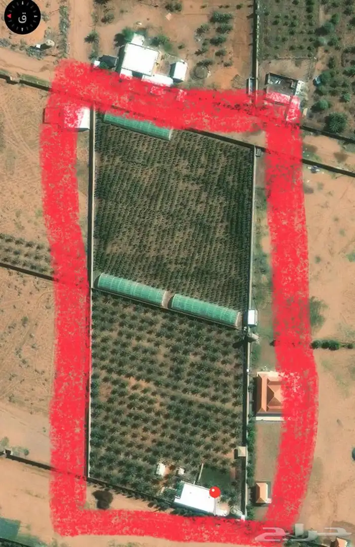 زيتون 1500 شجرة للبيع و الايجار مع ثلاث بيوت محميه 3