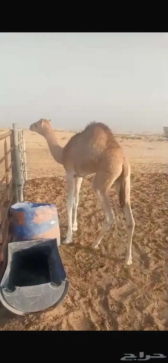 قعود سمين فل 1