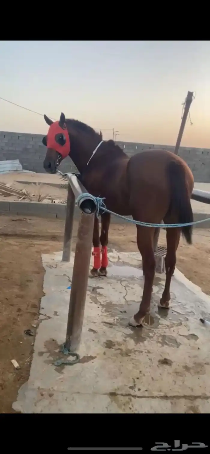 للبيع حصان انتاج 0