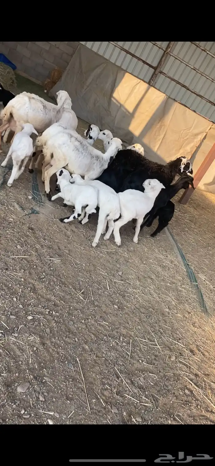 غنم متابيع رفيد مهجنات حري 7