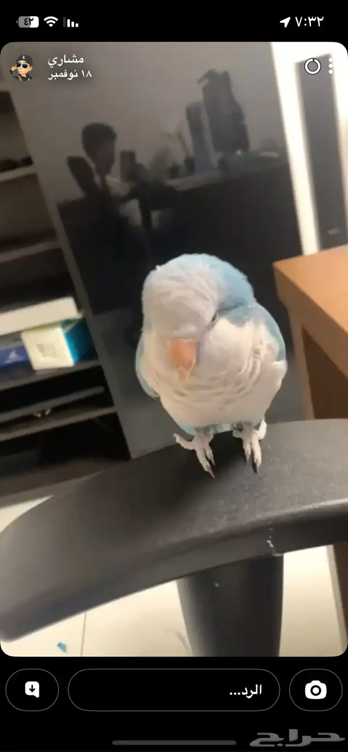 عصفور كويكر 0