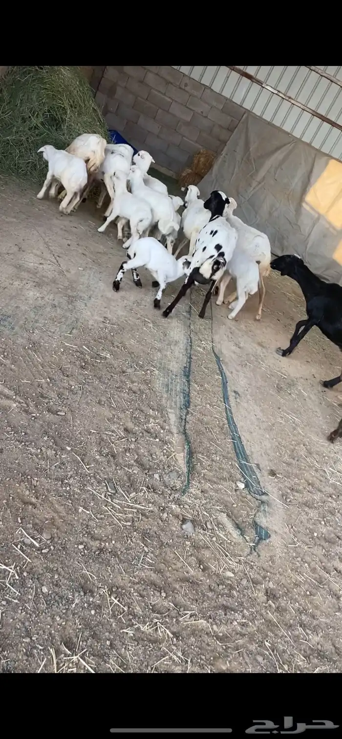 غنم متابيع رفيد مهجنات حري 6