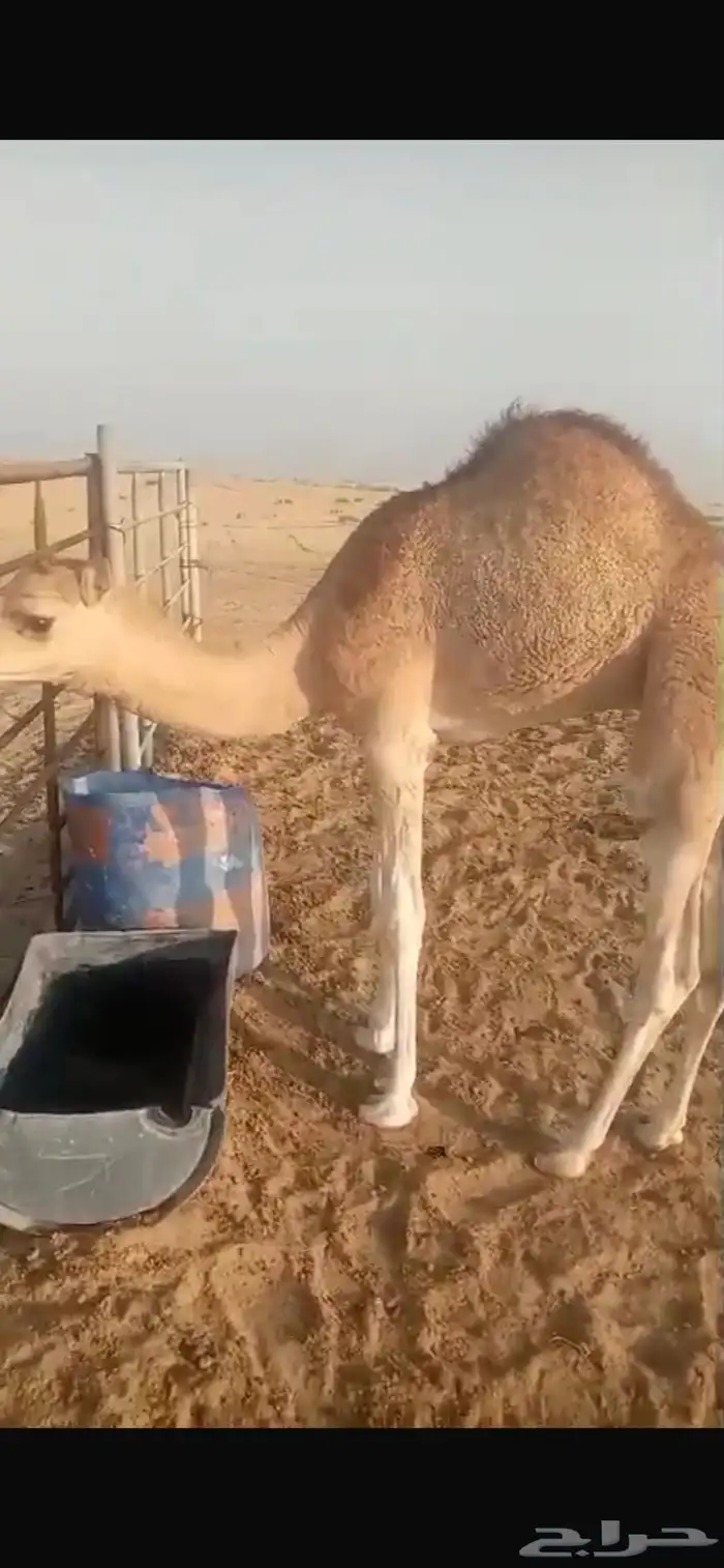 قعود سمين فل 3