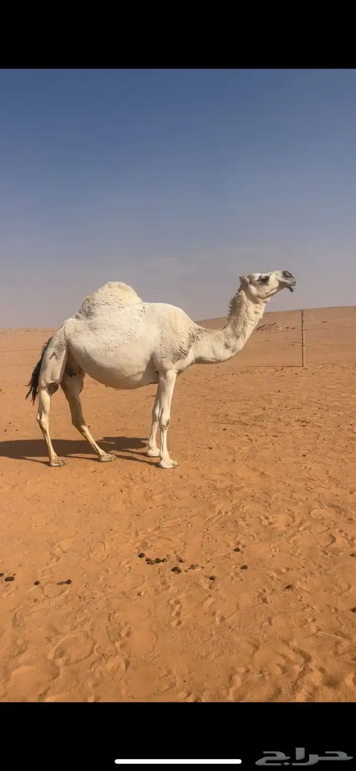 لقحه وضحا كفو 0