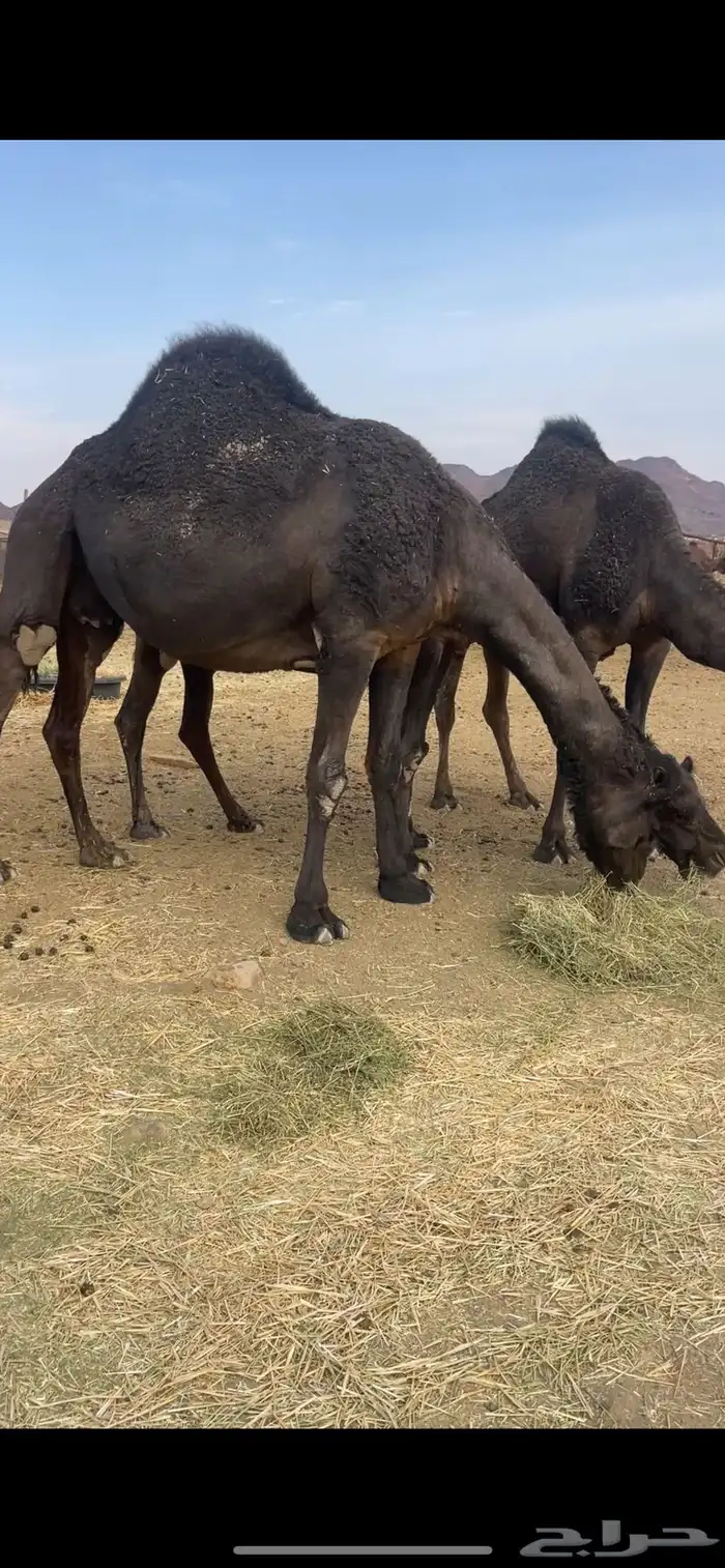 3 لقحات مجاهيم مواطي مقاني للبيع 1