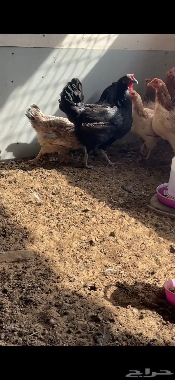 دجاج بلدي بياض 2