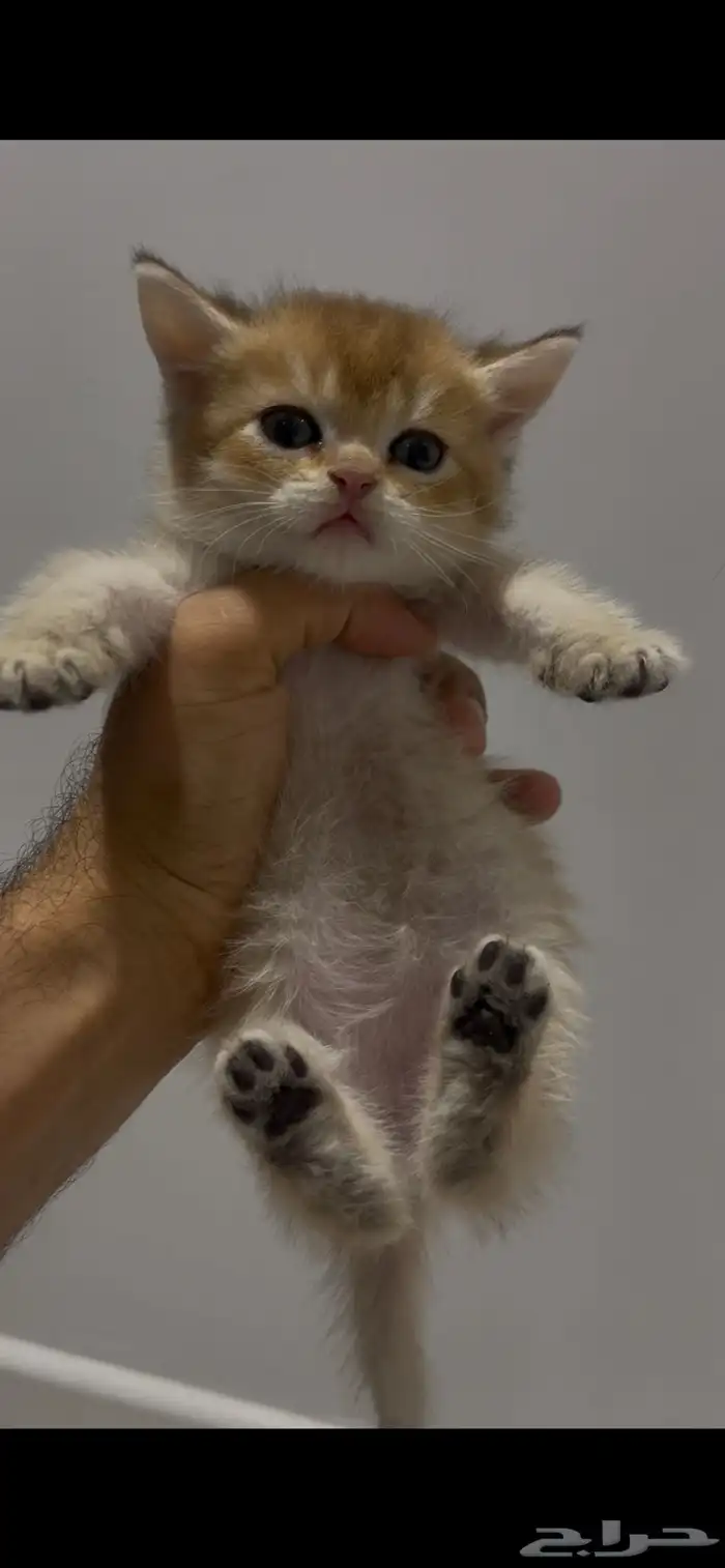 للبيع كتن برتش قولد 0