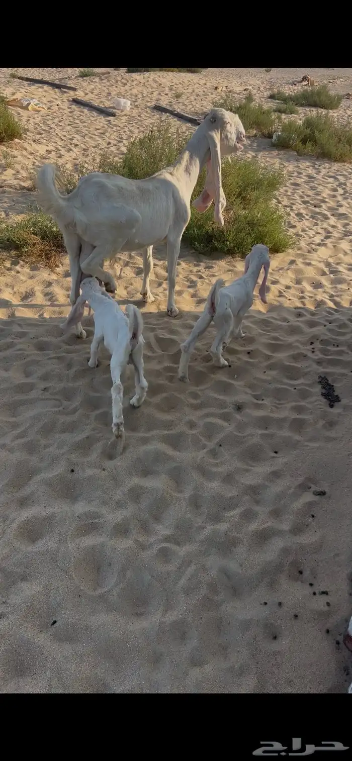 عنز هولنديه 0