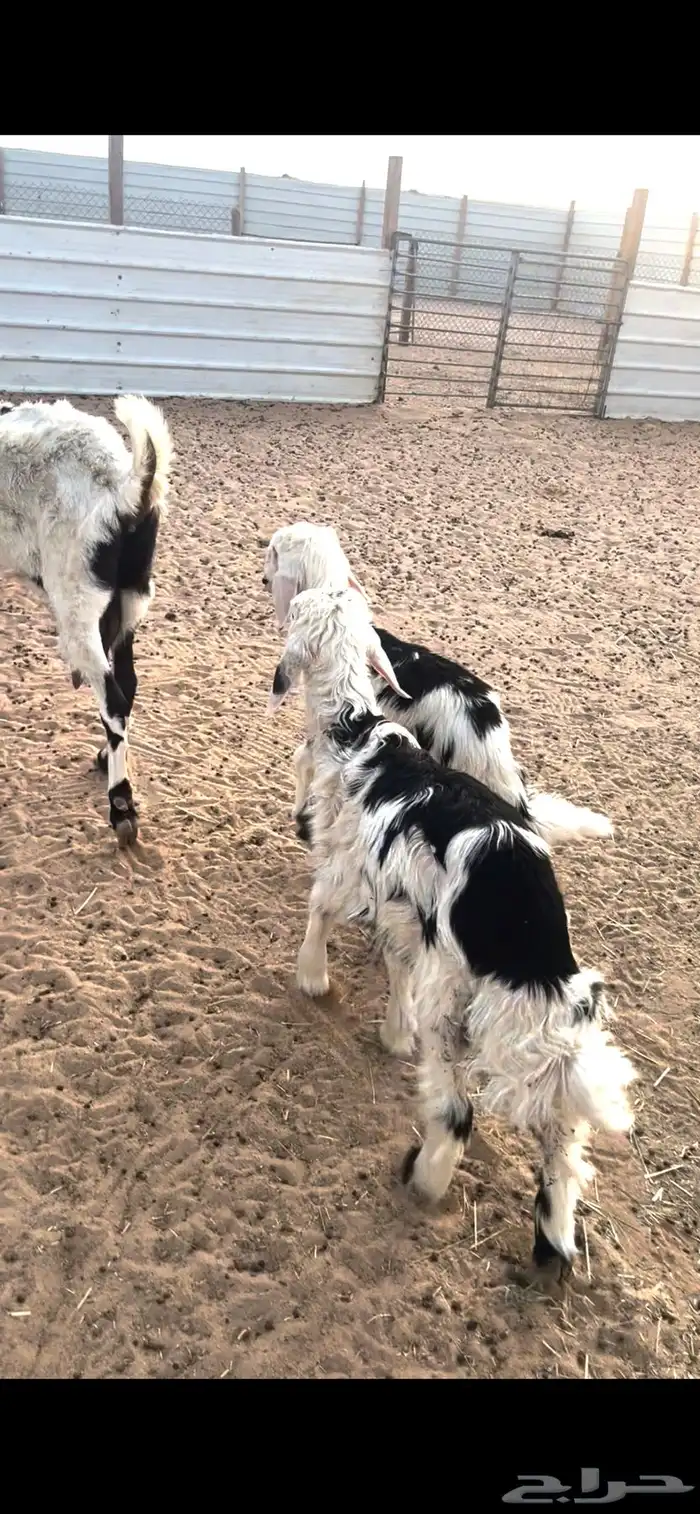 عنز تحتها 2 نجد 3