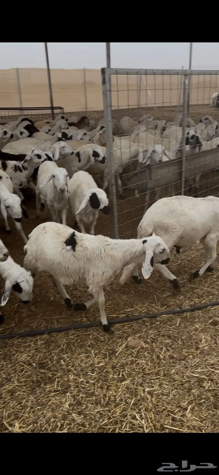 للبيع خرفان سواكني شبيهة الحري 2