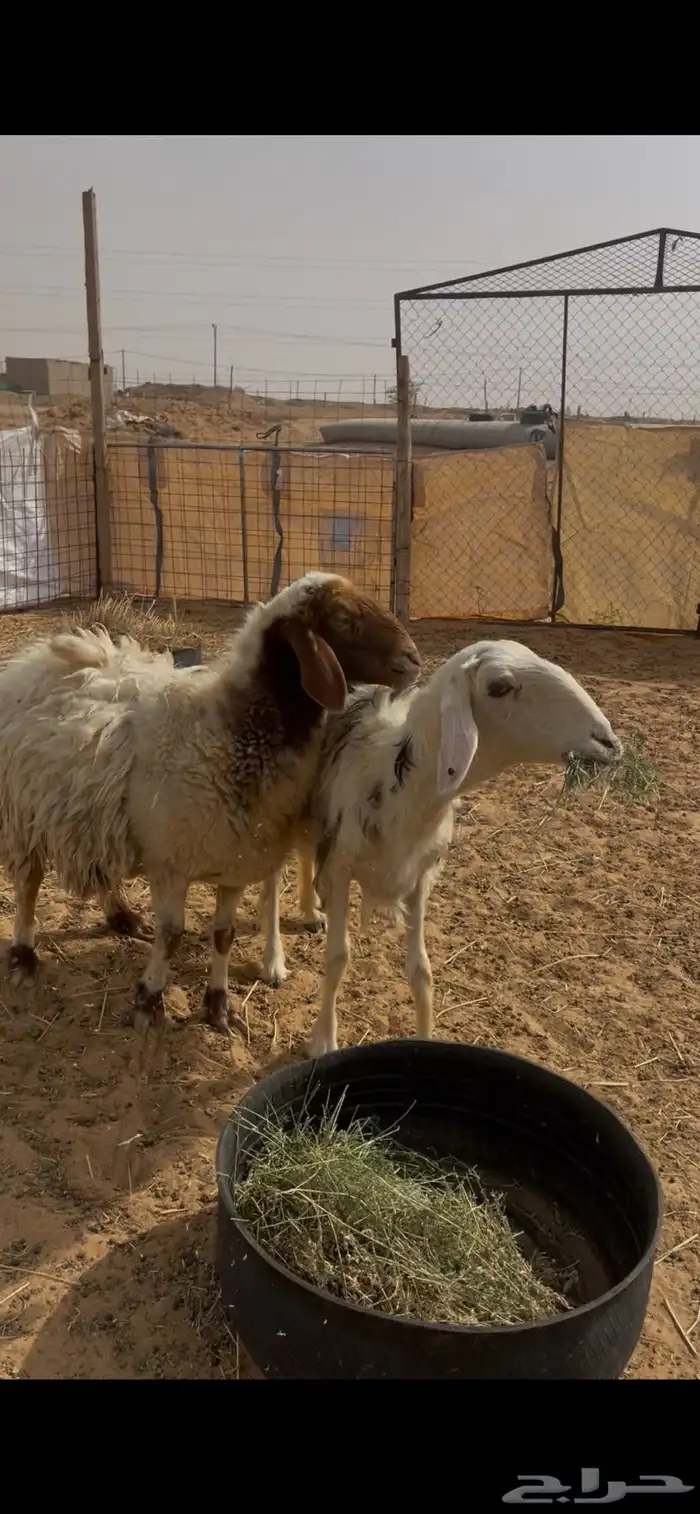 شياه وحده حايل مغلقه شحم وحده توني بايع عيالها ديس وسن سلم 1