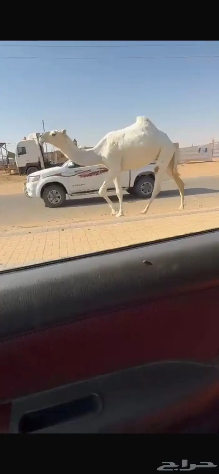 بكره وضحى رمانيه كفو 0