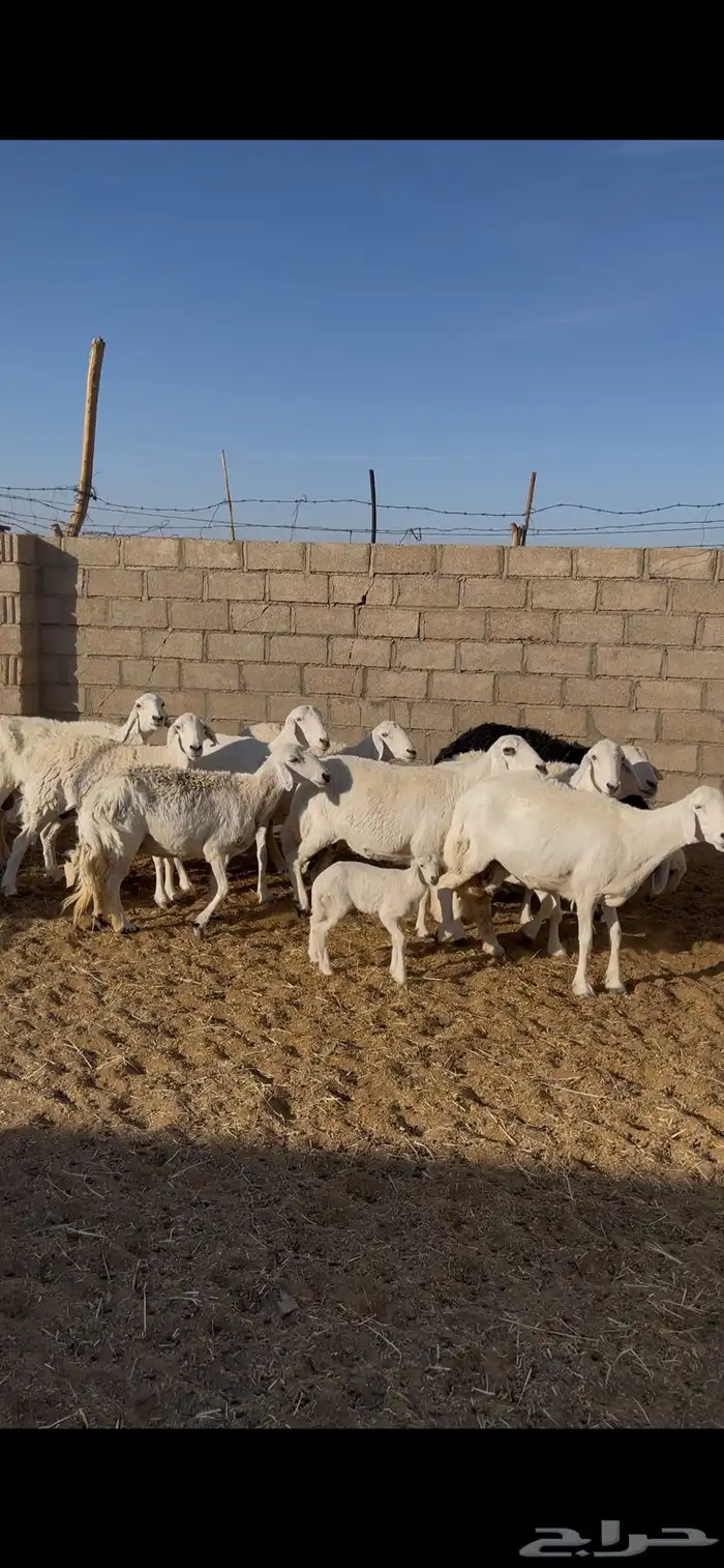 ضان متابيع بيشة 1