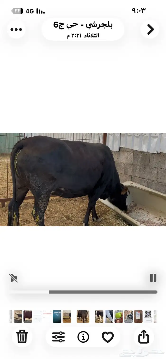 بقره للبيع هلنديه 1