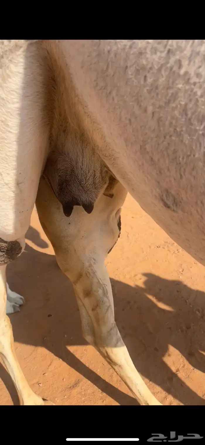 لقحه وضحا كفو 2