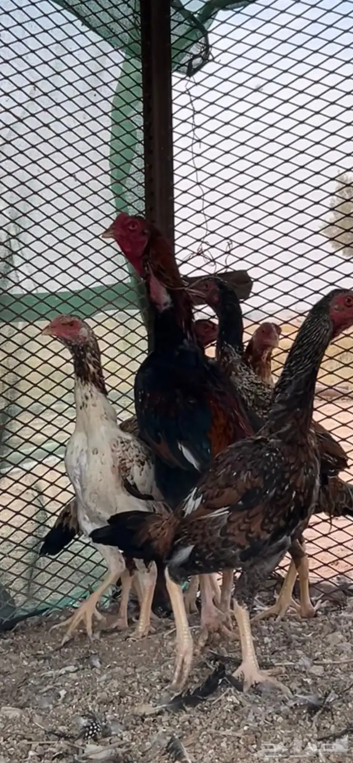 5دجاج شمو الماني وديك مستوى طيب (الحد 2500) 0