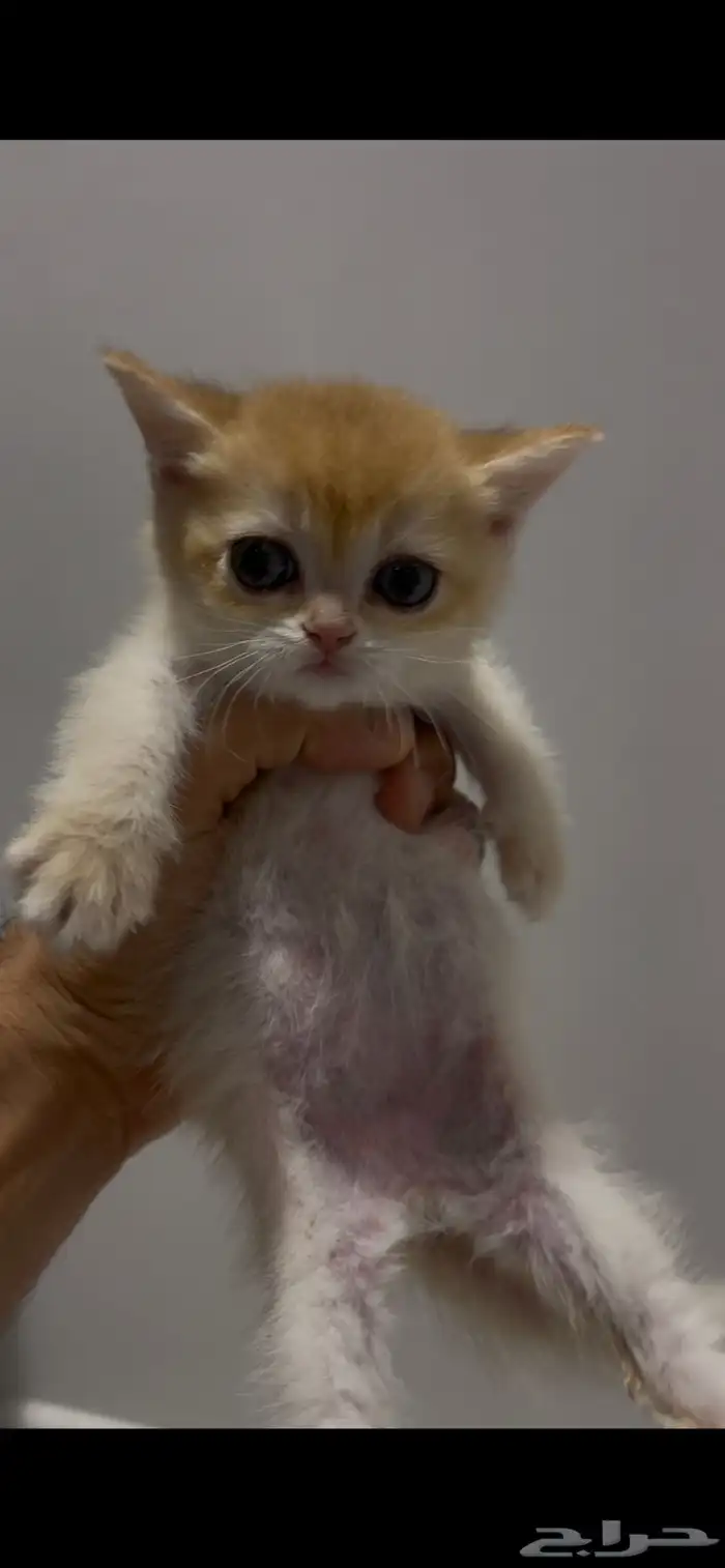 للبيع كتن برتش قولد 7