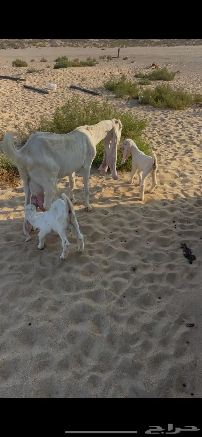 عنز هولنديه 2