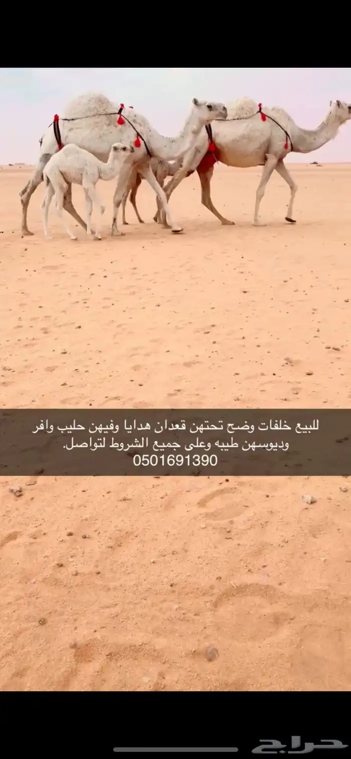 خلفات وضح 2 هدايا 0