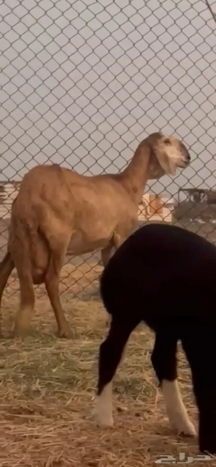 سواكنيه درمانيه متبع برخل 0