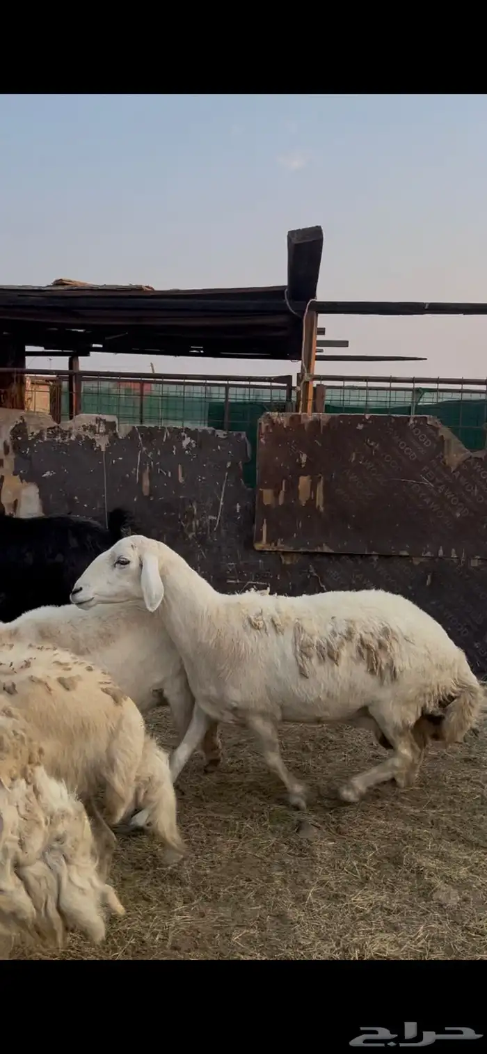 ضان حرش دفيع 1