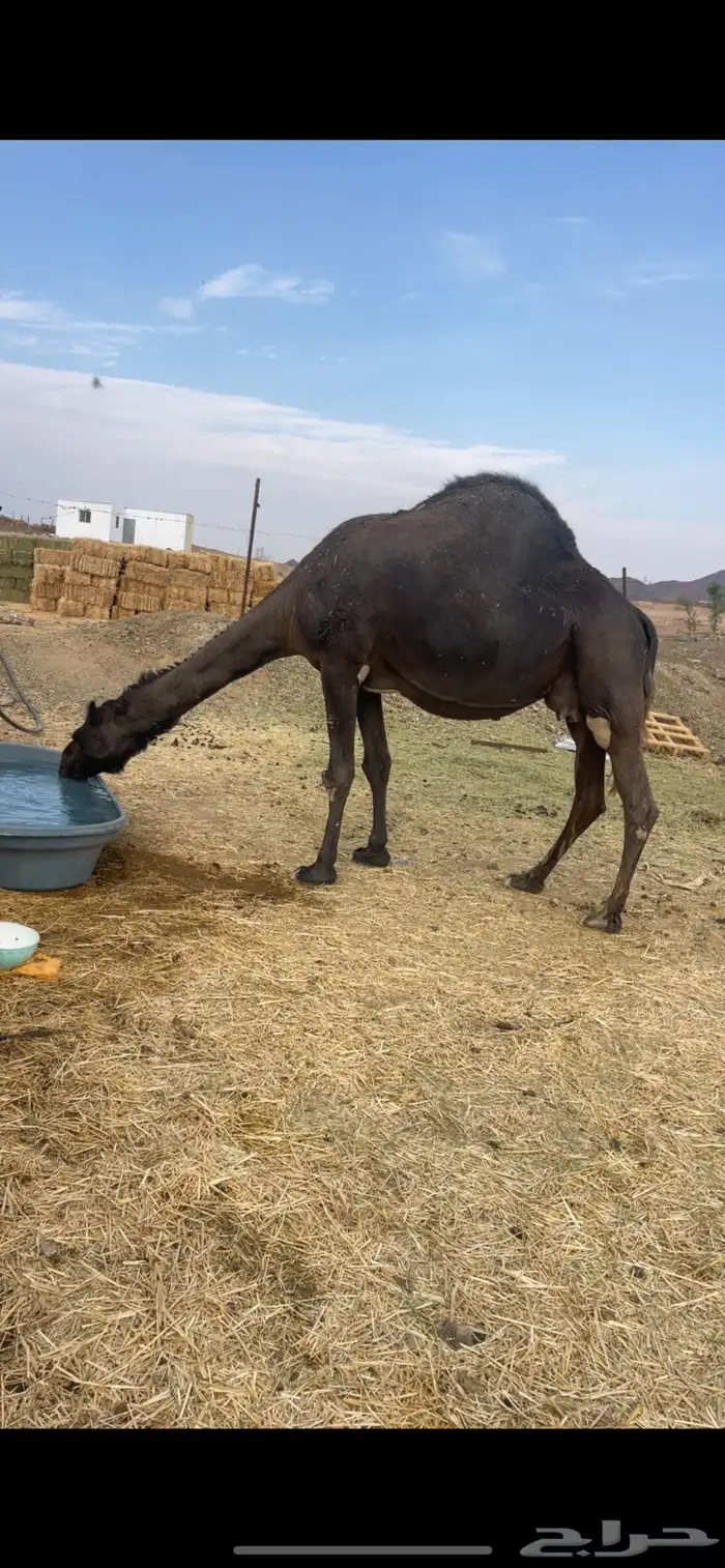 3 لقحات مجاهيم مواطي مقاني للبيع 5