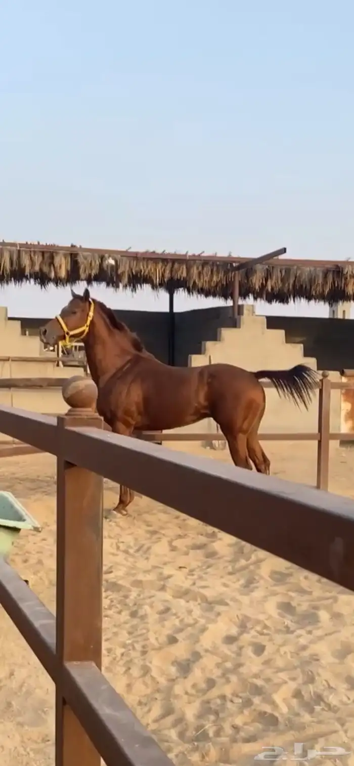 للبيع حصان انتاج 6