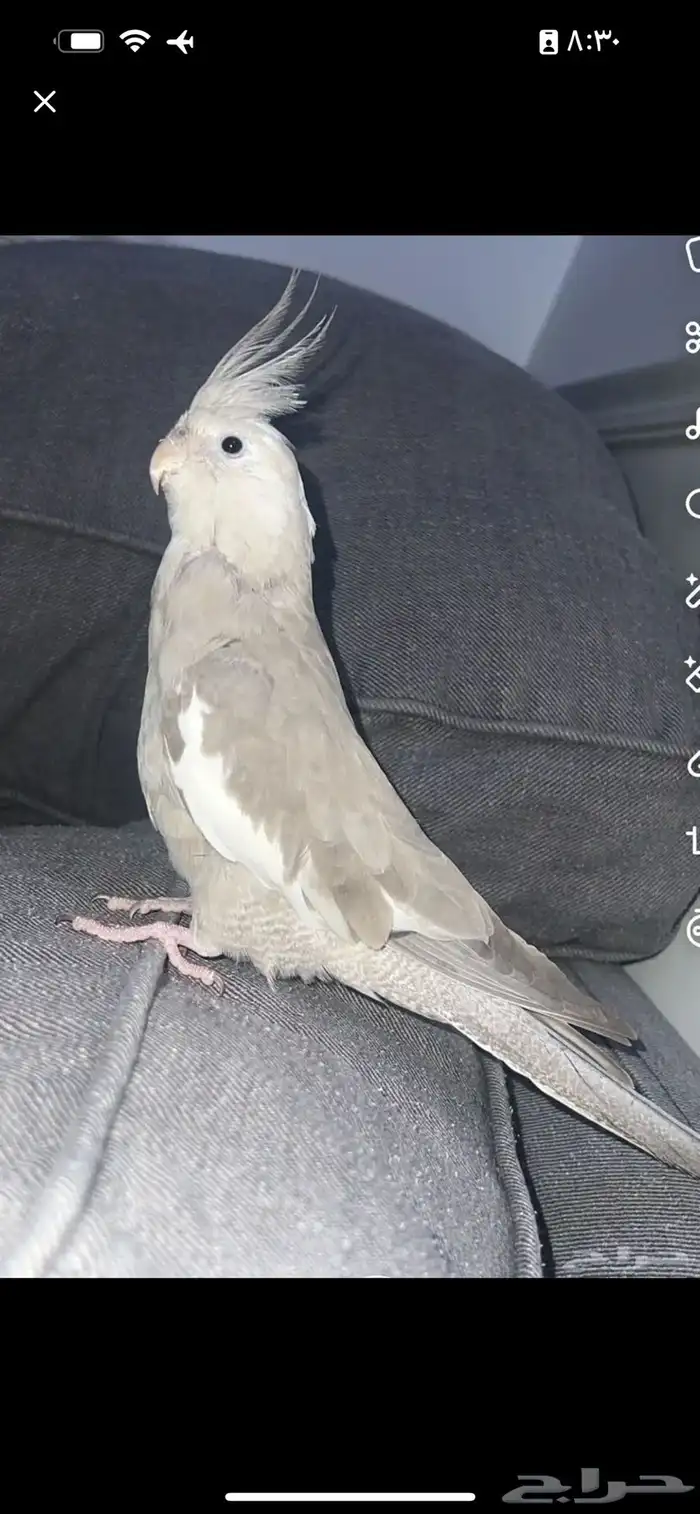 كروان أليف 0