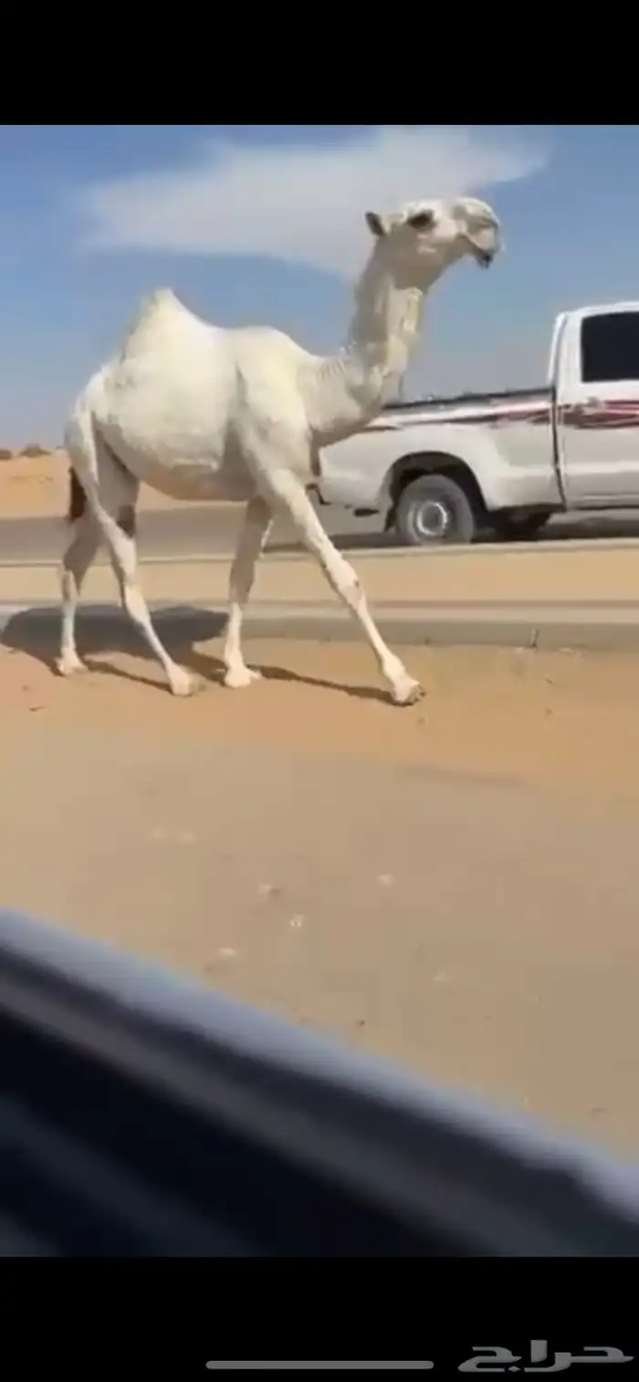 بكره حيسونيه بداوه ومستقبلها فوق البداوه 1