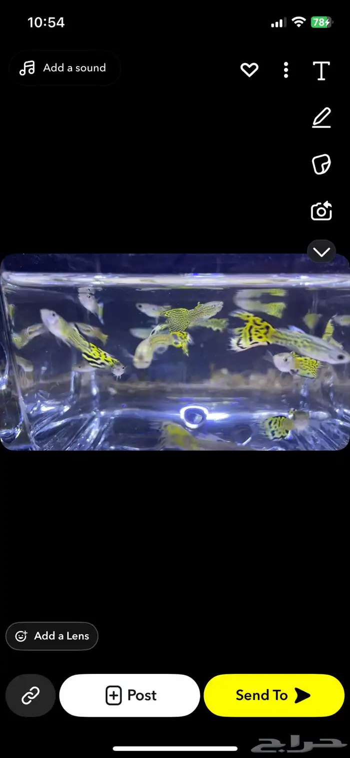 جوبي النمر التقاير 0