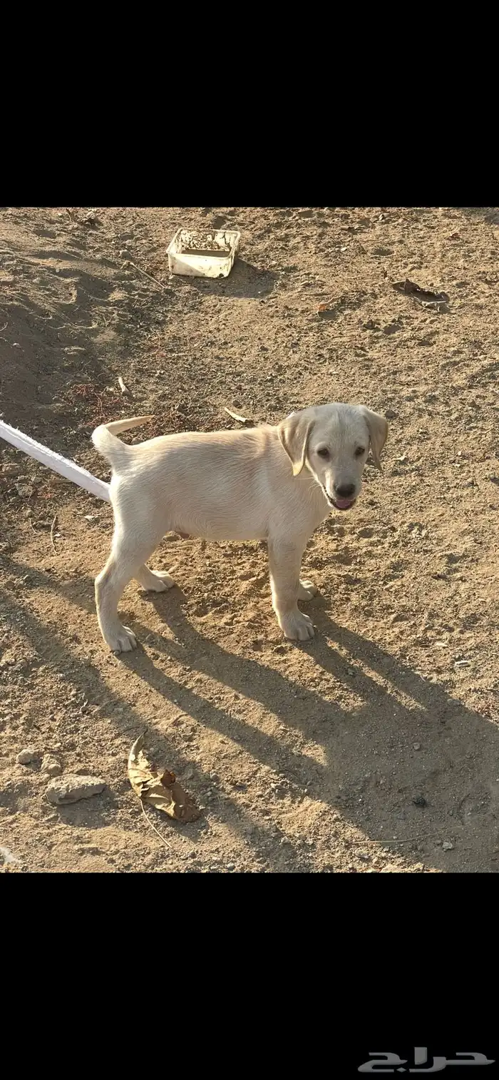 جرو لابرادور للبيع 9
