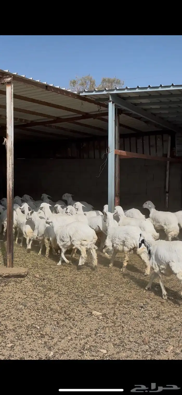 رخال صنف مقنوي 7