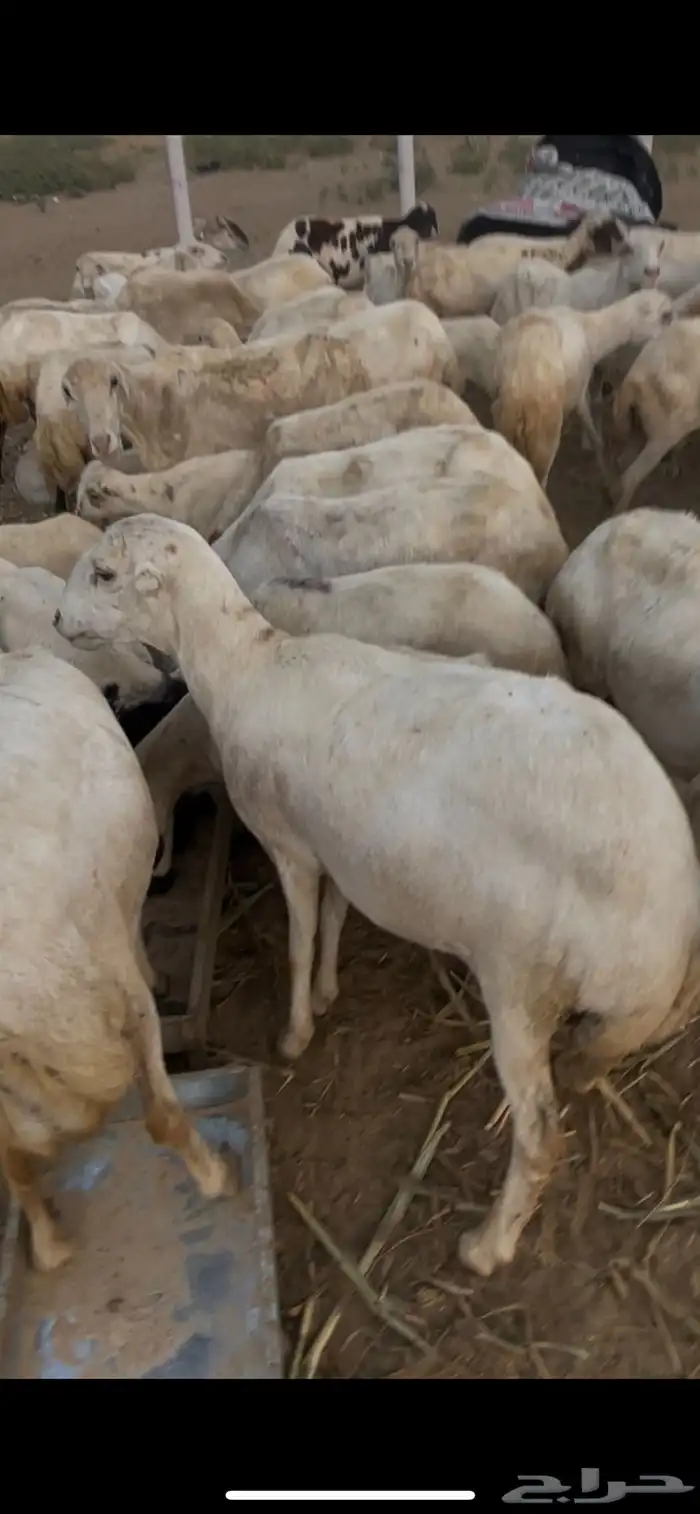 ضأن مناتيج وقرايب 2