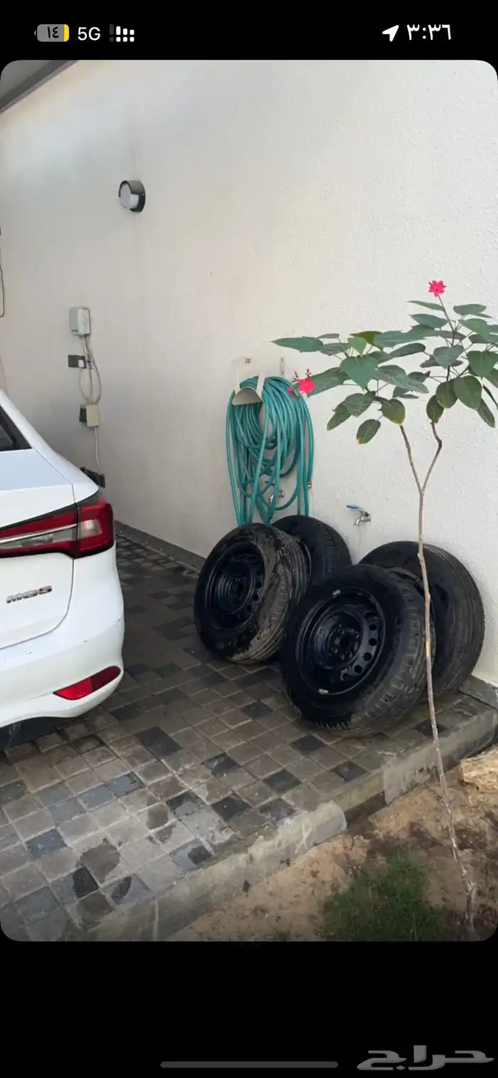 جنوط هلل للبيع 0