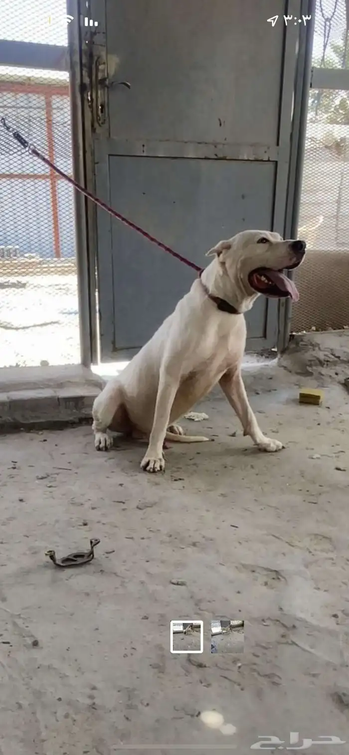 فحل دوقو أرجنتيني 1