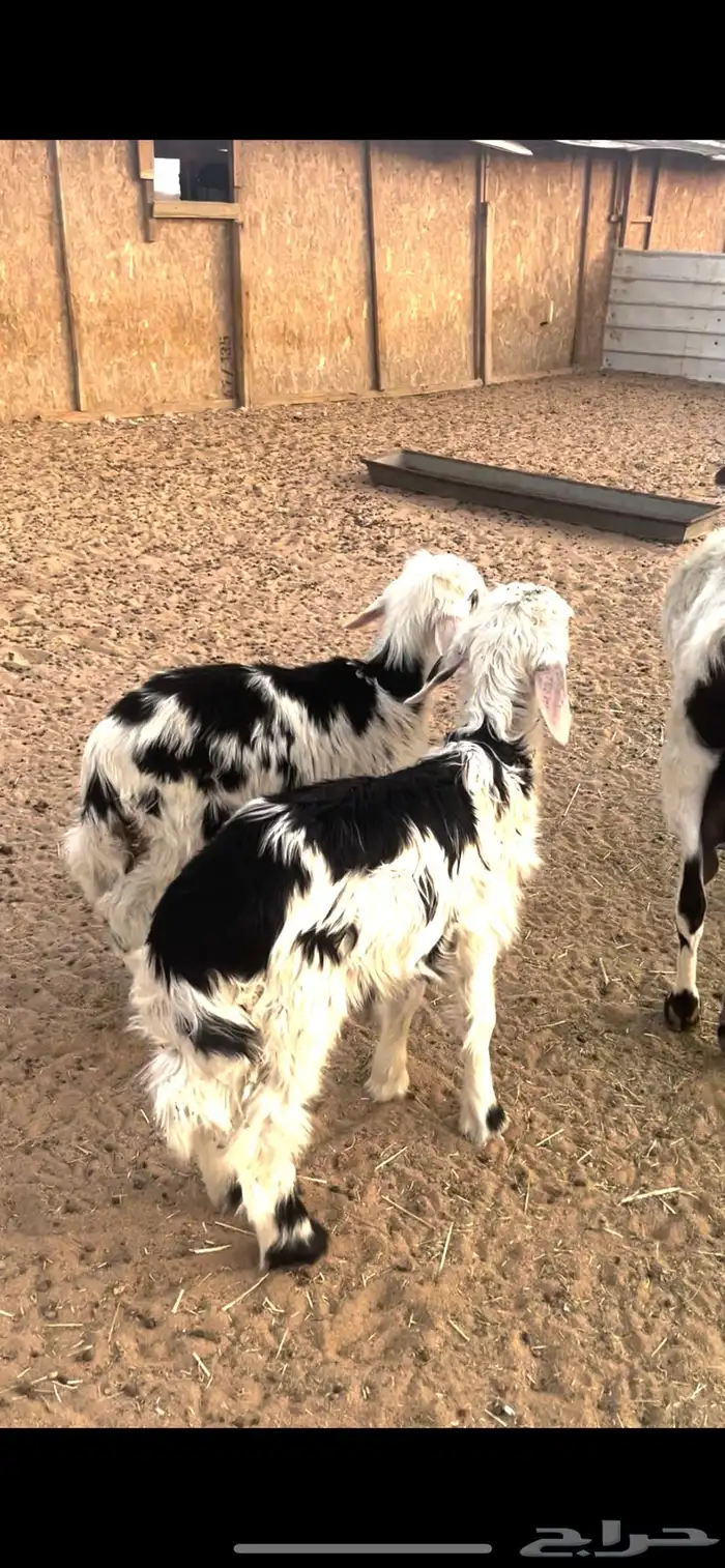 عنز تحتها 2 نجد 1