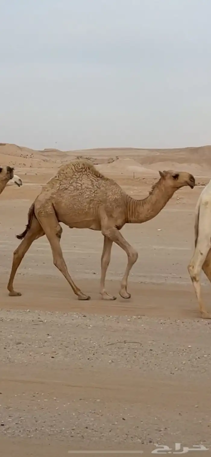 قعود باتلي مستقبله طيب والبيع سمح 0