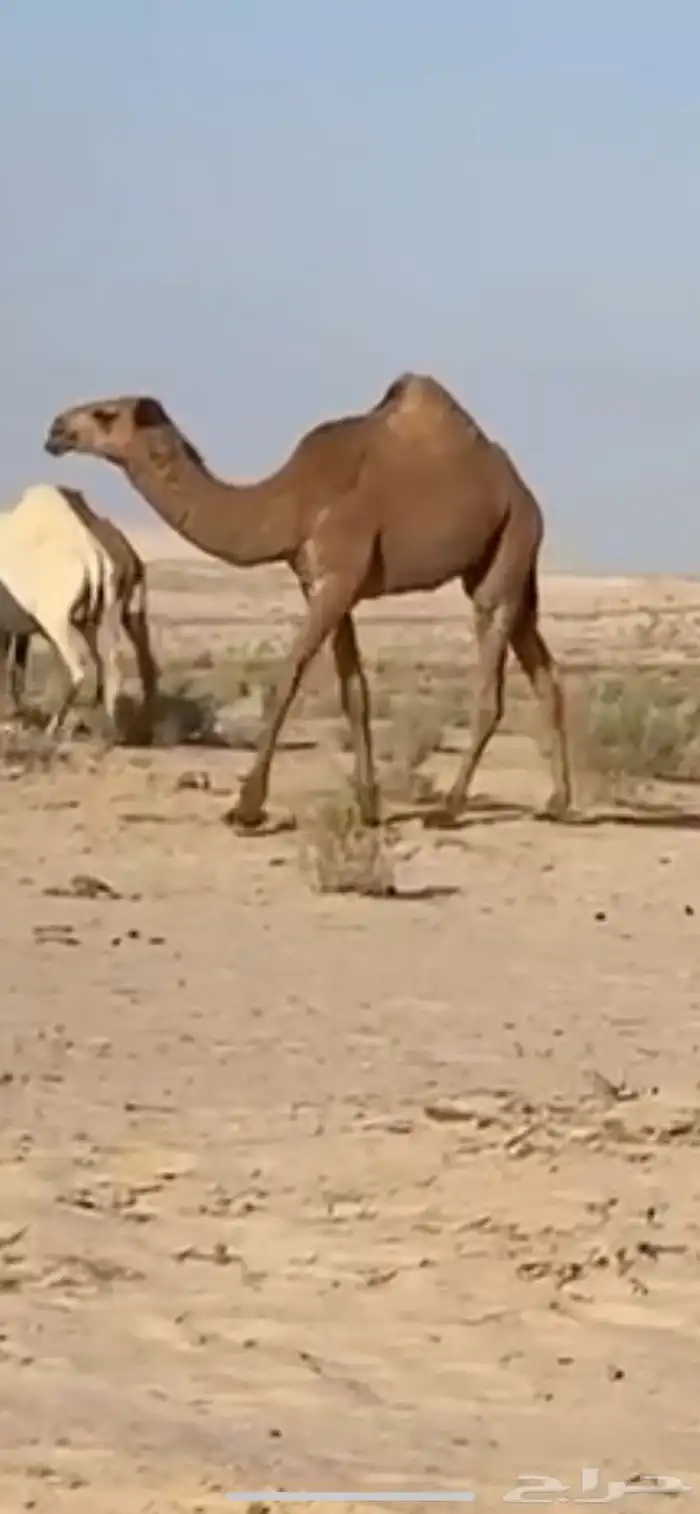 بكره للبيع 0