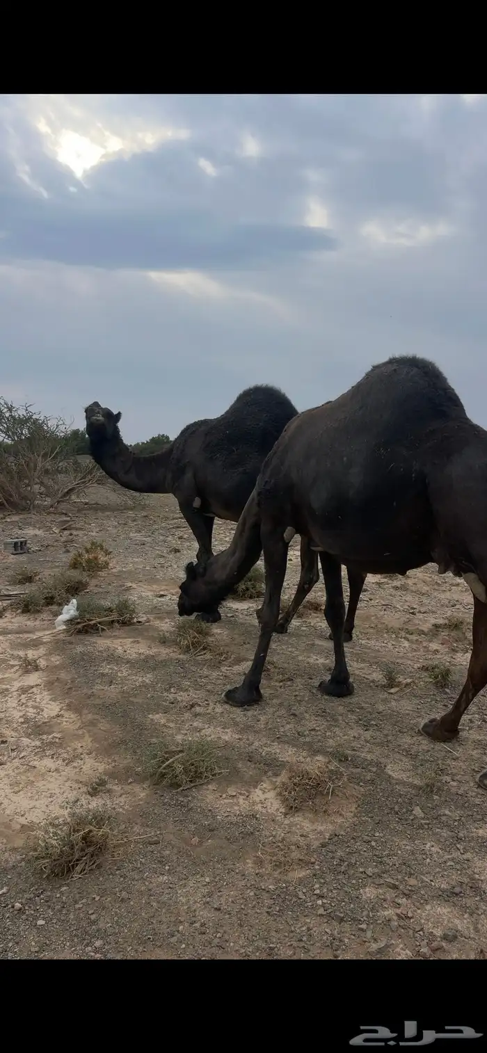 3 لقحات مجاهيم مواطي مقاني للبيع 2