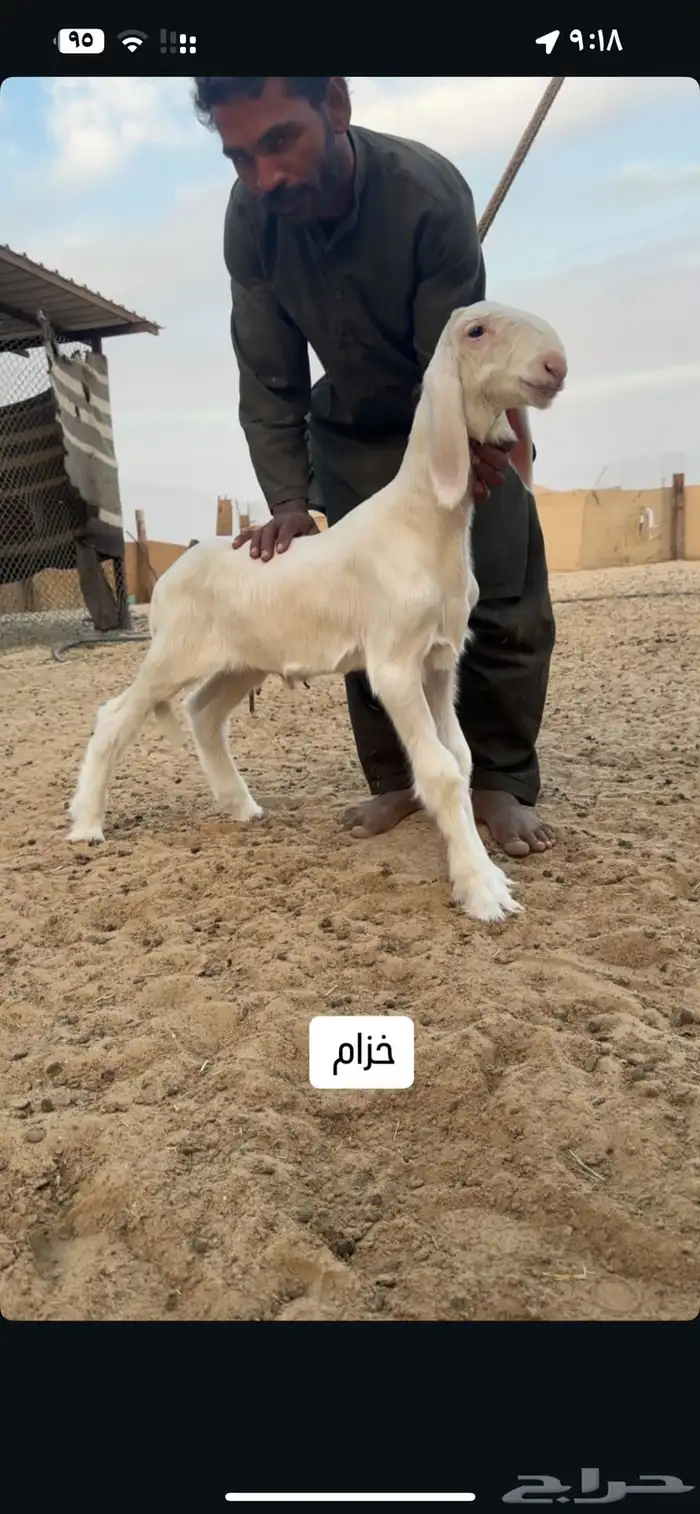 مشروع فحل خصممم 0