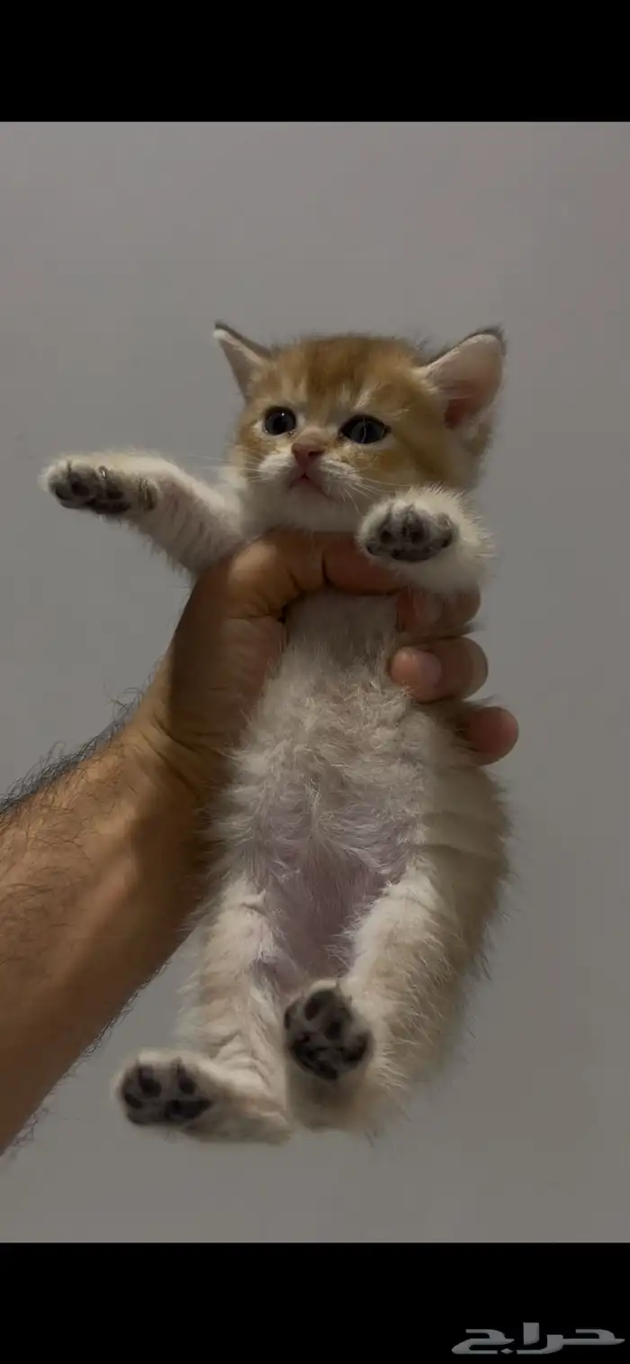 للبيع كتن برتش قولد 5