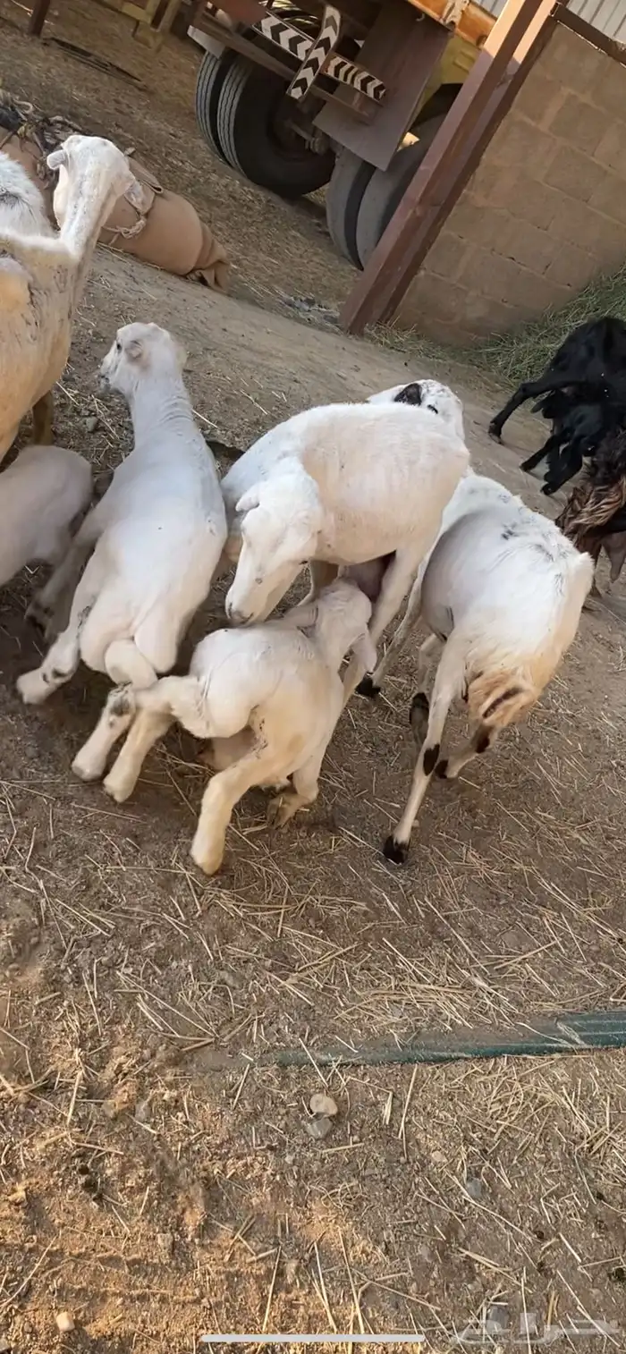 غنم متابيع رفيد مهجنات حري 3