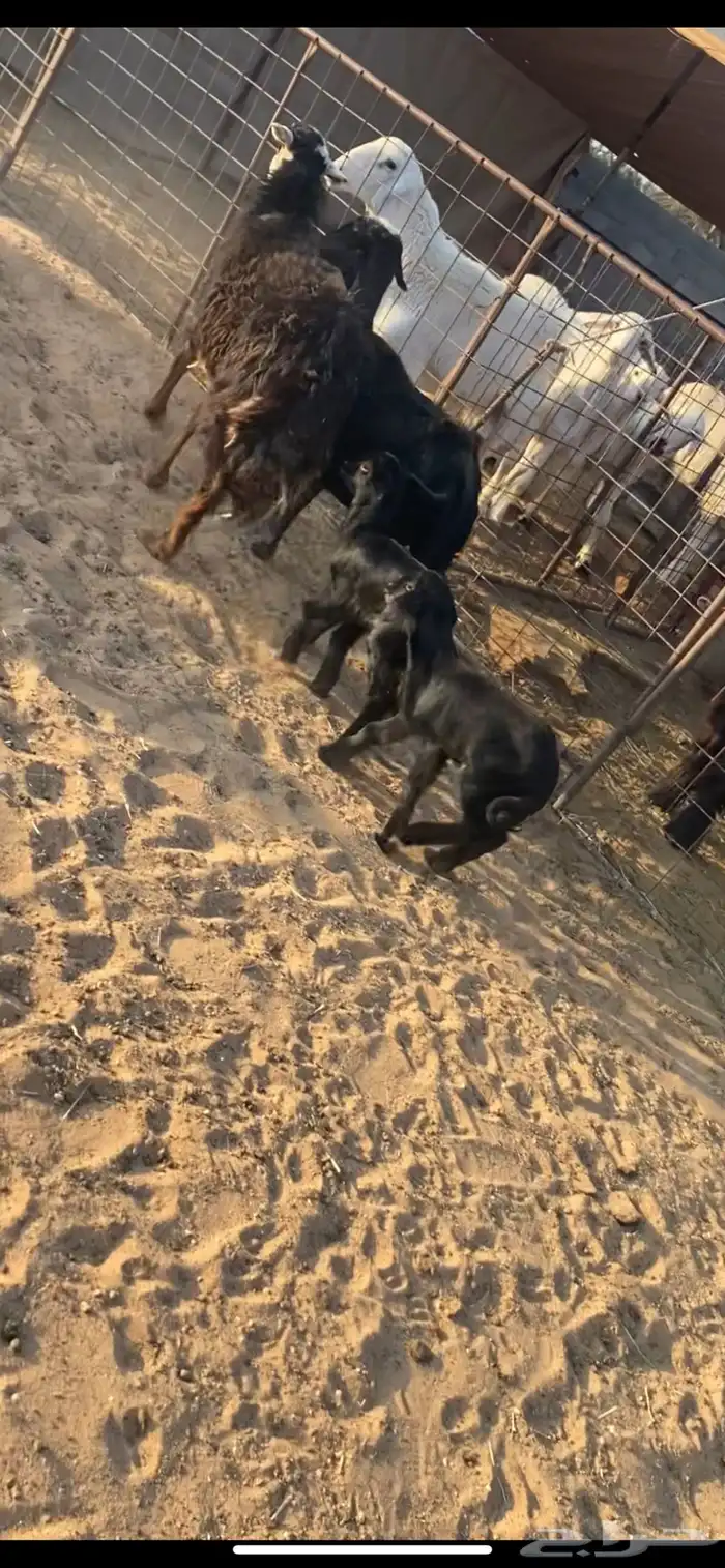 غنم متابيع رفيد مهجنات حري 1