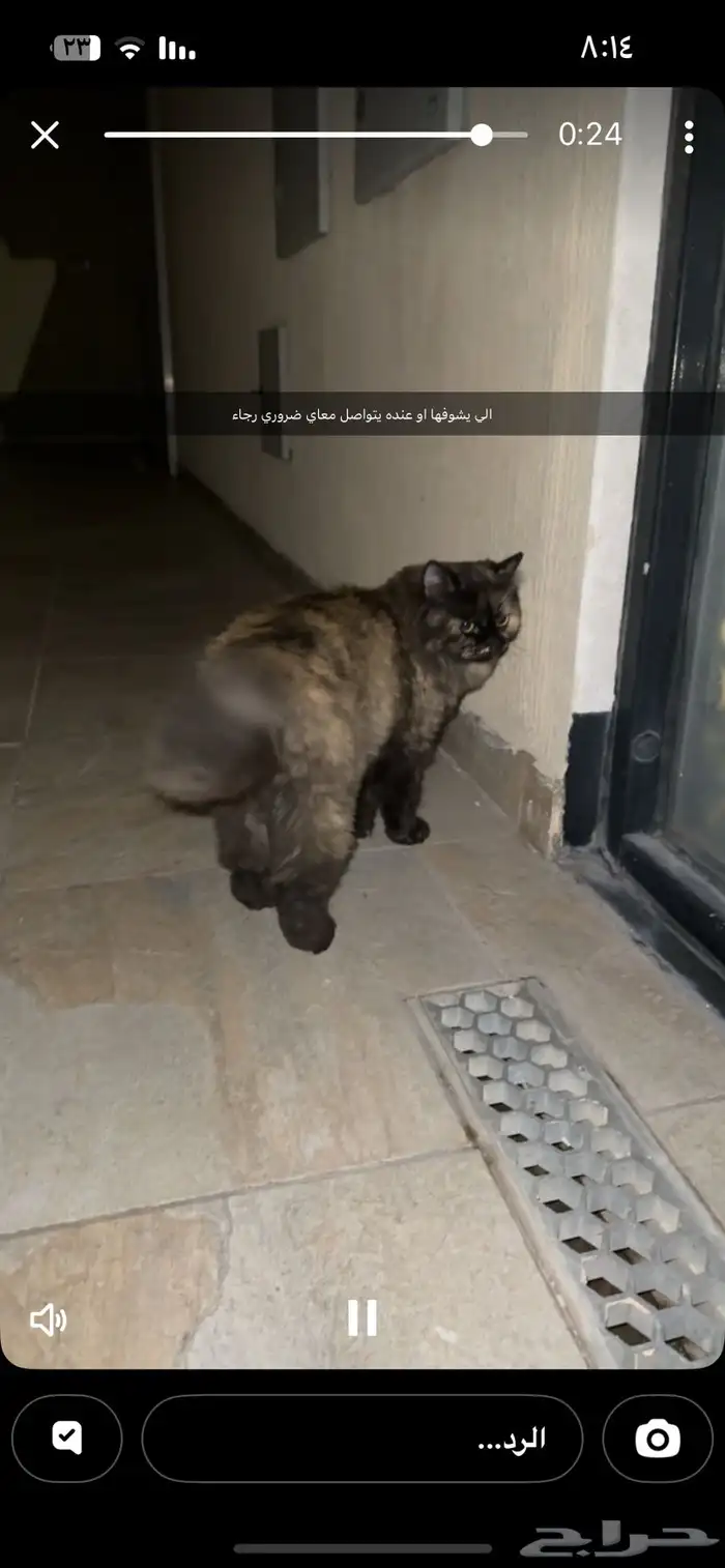قطه تم اخذها من امام المنزل يعتقد انها لست لا احد 0